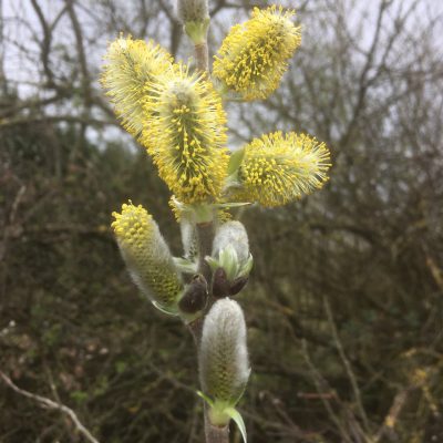 Salix Candida catkins at Willows Nursery. Buy Short willow cuttings
