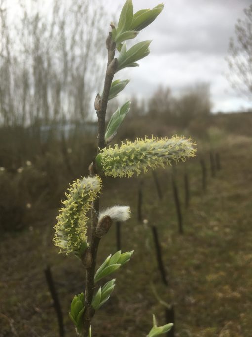 Salix Burjatica ‘Germany’ catkins at Willows Nursery. Buy short willow cuttings