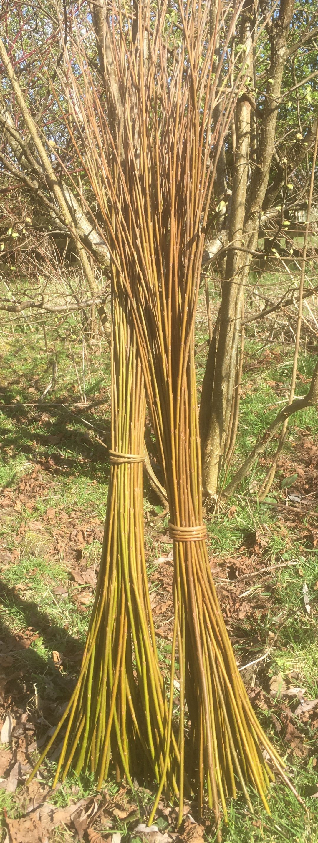Storage, preparation and use of willow for weaving Willows Nursery