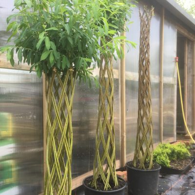 Braided Harlequin willow tree kit from Willows Nursery