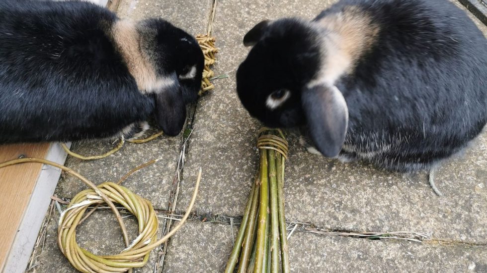 Willow Rabbit Toys Willows Nursery