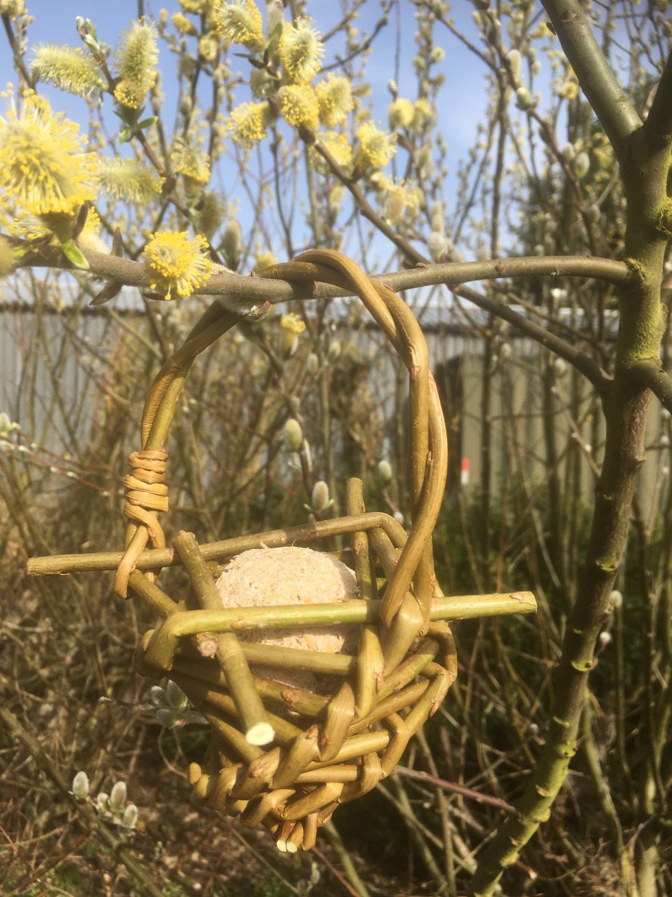 'Dead' Willow Weaving Willows Nursery