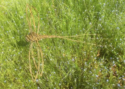 Woven willow dragonfly at Willows Nursery, Buy willow to make.
