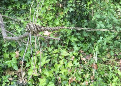 Woven willow dragonfly at Willows Nursery. Buy willow to make.