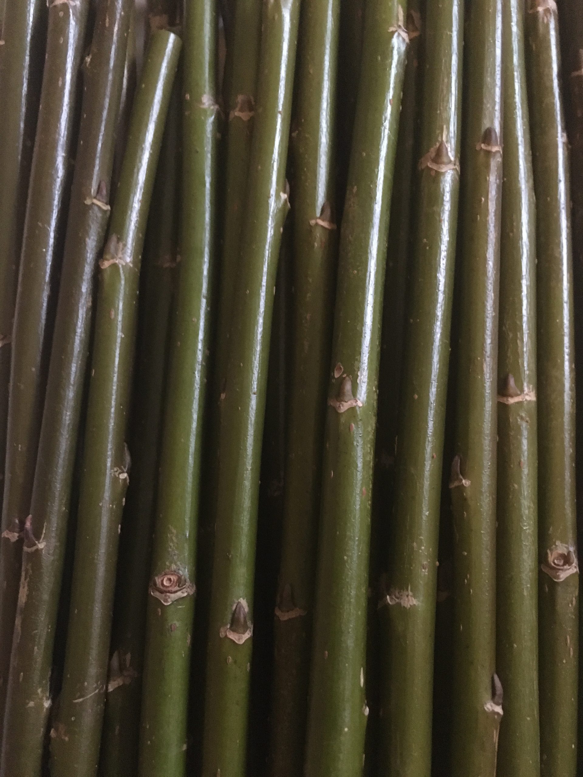 Salix Triandra “Petite Grisette” - W780. Short willow cuttings