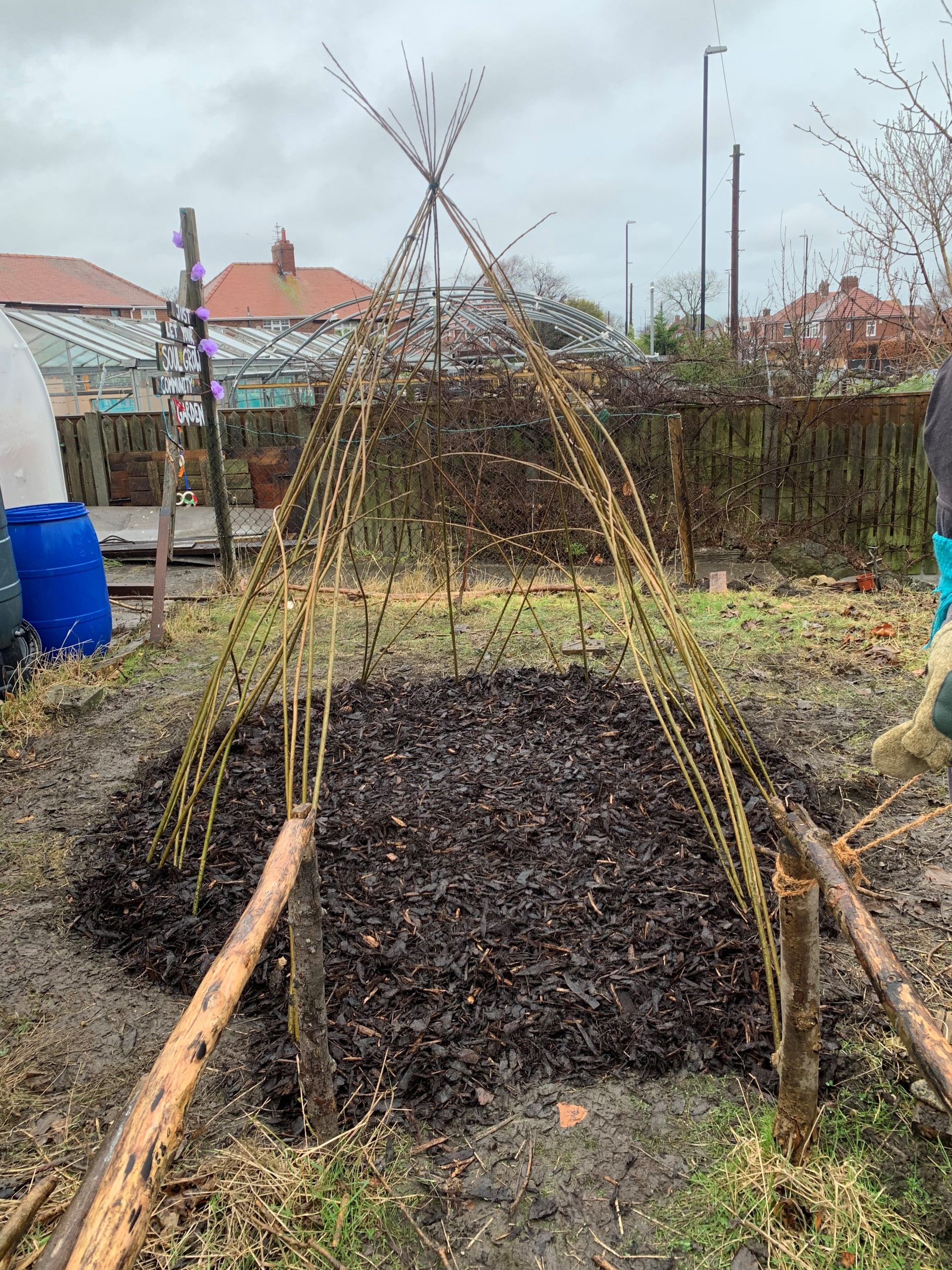 Living Willow Wigwam Kit WK100 from Willows Nursery