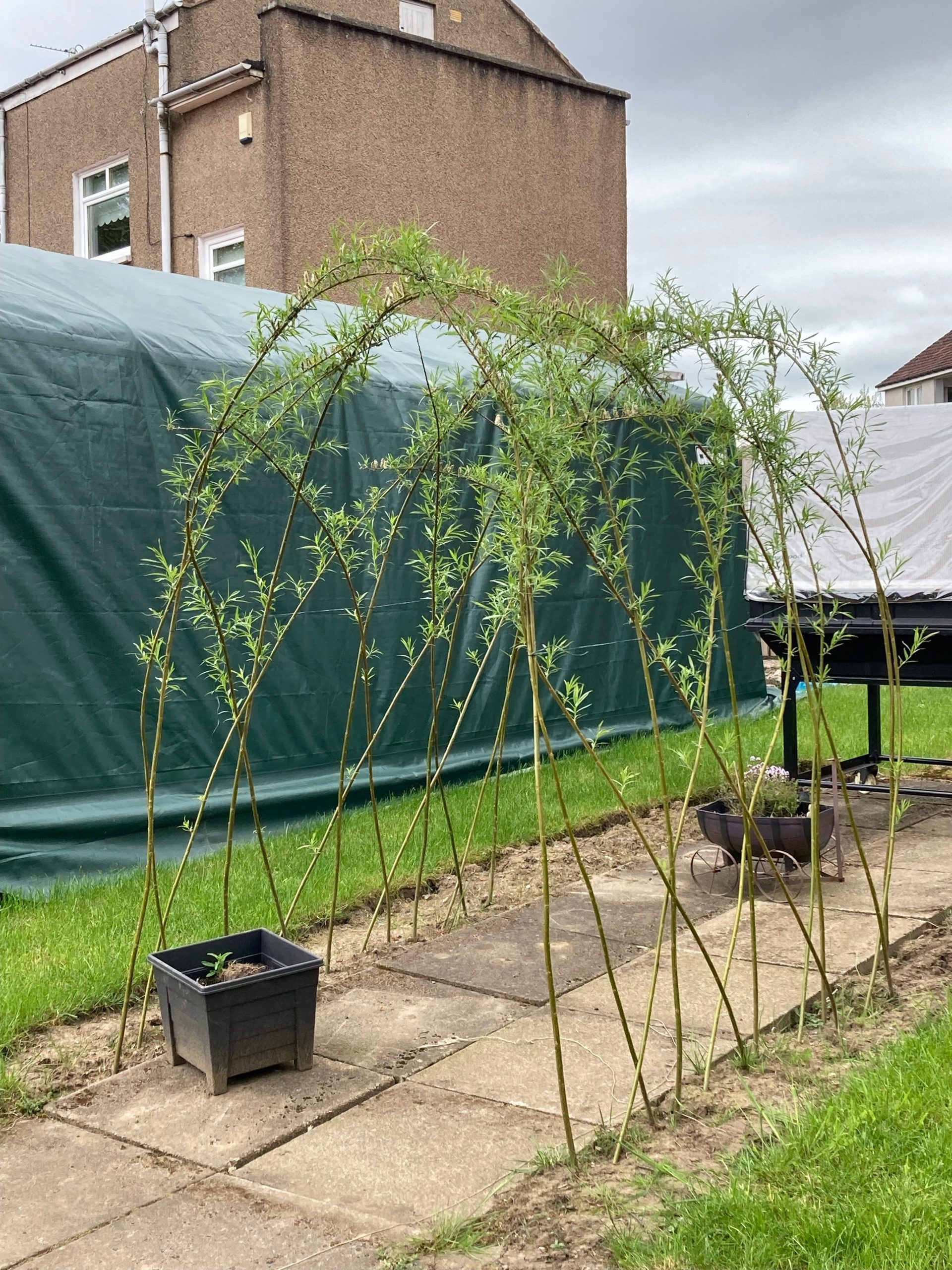 Living Willow Tunnel Kit from Willows Nursery