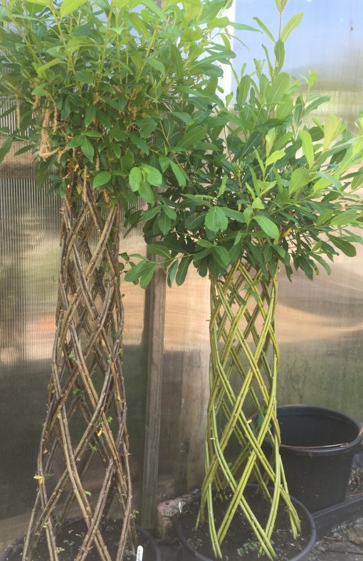Braided Harlequin willow tree kits from Willows Nursery
