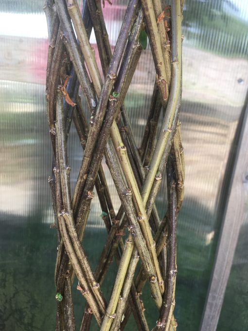 Harlequin willow tree kit from Willows Nursery using Salix Triandra 'Norfolk' showing dark stem colour.