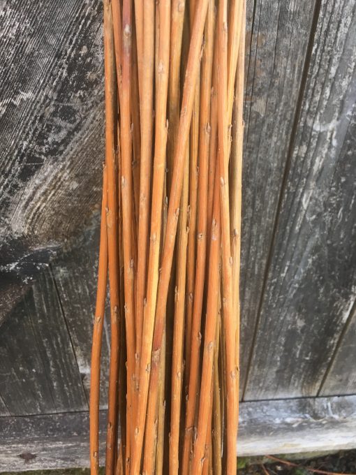 The dried colour of Salix Viminalis 'Bowles Hybrid'